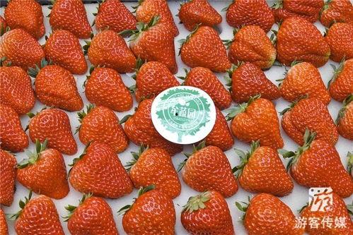 国产草莓在线,甜蜜滋味,绿色健康新选择 第3张 国产草莓在线,甜蜜滋味,绿色健康新选择 第3张